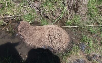 Esta vez, se pudo aplicar el artículo 125