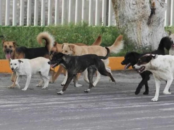 INBA comenzó a retirar perros del vertedero de Cerro Largo.