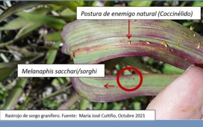 INIA advierte sobre la presencia de pulgones de la caña de azúcar en rastrojos de verano