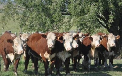 Argentina. Exportación de carne en jaque por menor competitividad y oferta.