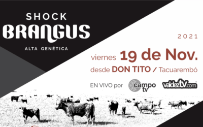 Hoy en Don Tito se realizará el remate Shock Brangus Alta Genética