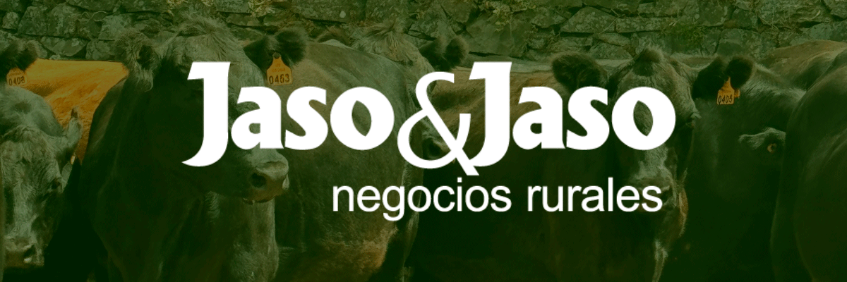 Jaso y Jaso