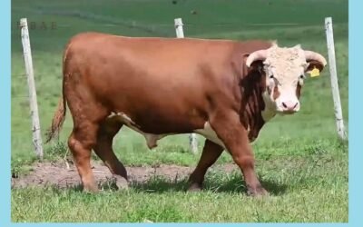 Los toros de Tupambae se vendieron a US$ 6.360 máximo