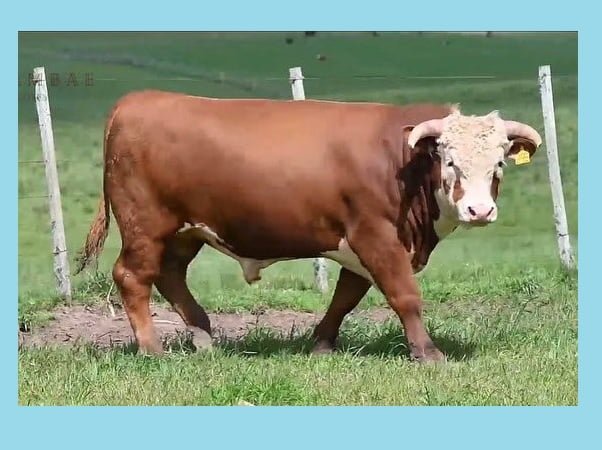 Los toros de Tupambae se vendieron a US$ 6.360 máximo