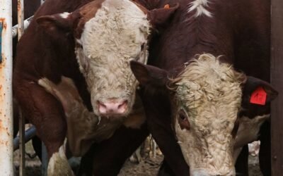 A partir de mañana Pantalla Uruguay y Ganadera Hereford rematarán 8.541 vacunos