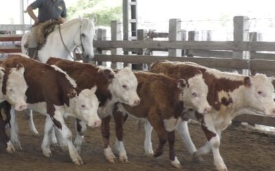 Ricardo Bachino Grosso tuvo buen cierre de año en el local Ortíz.