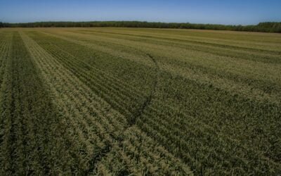 En 2021 se realizaron 1.239 operaciones de compraventa de tierra.