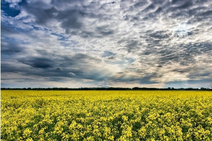 Cultivos genéticamente modificados, la clave para la agricultura sostenible.
