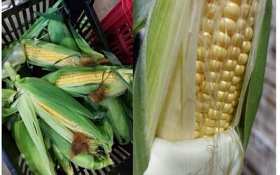 Mercado de granja: Crece la oferta de choclos.