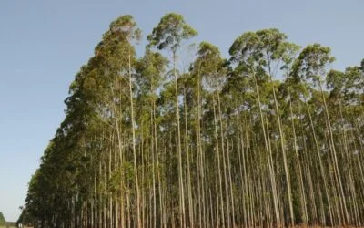 La tecnología forestal mejora la gestión: ayuda a la resolución de problemas y la toma de decisiones.