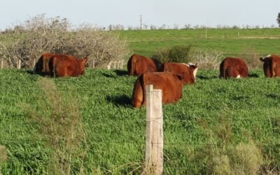 La primer carne carbono neutro, de Uruguay a Europa.