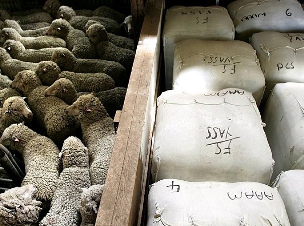 Brote de aftosa en Sudáfrica afecta el mercado de lanas.
