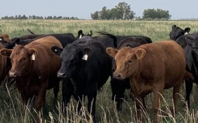 Hoy y mañana Plaza Rural rematará 13.377 vacunos.