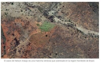 Los sistemas agroforestales convierten los desiertos en bosques.