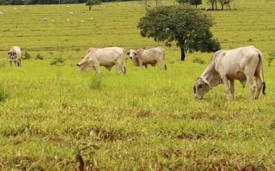 En Brasil, el mayor consumo interno podría estimular la demanda de ganado en pie.