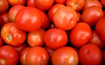 Mercado local de granja: alta oferta de hortalizas de fruto.