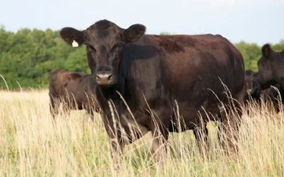 MGAP: Se posterga el inicio de la obligatoriedad del despacho de tropa digital.