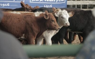 El promedio de los terneros de La Revancha: US$ 470.