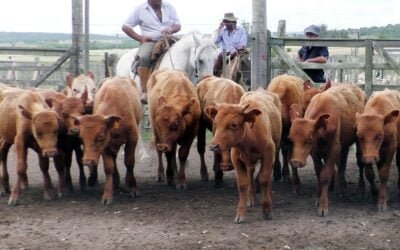 Carlos Bachino Agronegocios mostró un mercado más tonificado en Los Amigos.