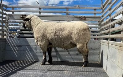 El Esfuerzo de García Pintos exportó excepcional Hampshire a Brasil.