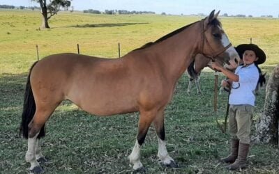 Hoy, con muy buena oferta de vacunos, ovinos y Criollos, Valdez despide el año.