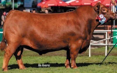 Orgullo ganadero: Uruguay tiene el mejor Angus del mundo.