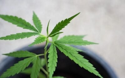 Cannabis en América Latina: industria supera los US$ 170 millones en 2021 y prevé explosivo aumento para 2026.