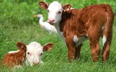 El 31 de julio vence el plazo para la declaración jurada anual de Dicose.