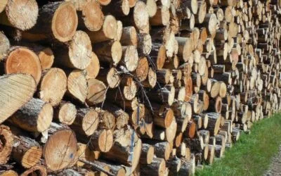 Expo Madera Paraguay 2026 buscará impulsar la industrialización y el valor agregado forestal.