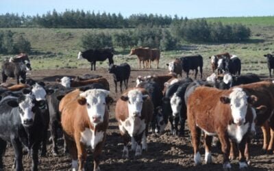 Lanzan una app para gestionar el estrés calórico en el feedlot.