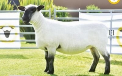 Borrega Hampshire Down de Argentina se subastó en US$ 60.000.