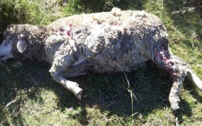 Responsables de perros deberán pagar US$ 760 al dueño de ovinos atacados.