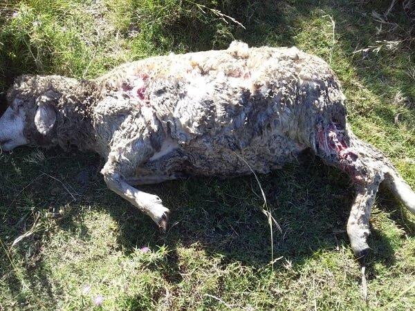 Responsables de perros deberán pagar US$ 760 al dueño de ovinos atacados.