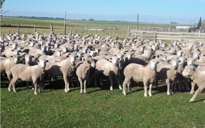 INIA, SUL y ANII, trabajan en la detección de los serogrupos que causan pietín en la majada nacional.