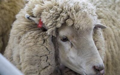 El Indicador del Este apenas subió US$ 0,01.