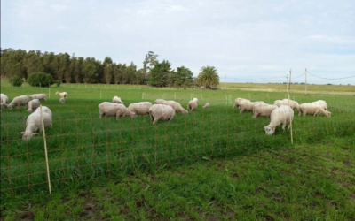 Central Lanera aumenta la faena de ovinos.
