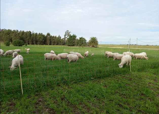 Central Lanera aumenta la faena de ovinos.
