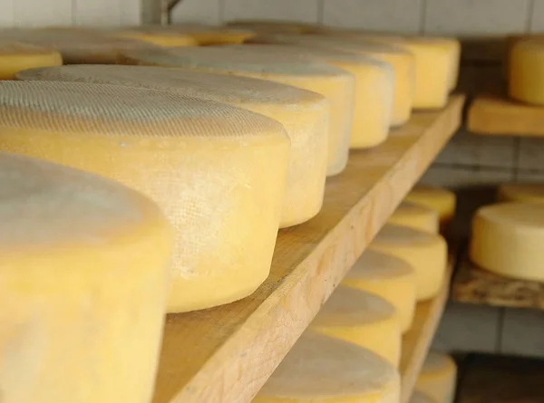 Preocupación en productores de San José por declaración de Colonia como Capital Nacional del Queso.