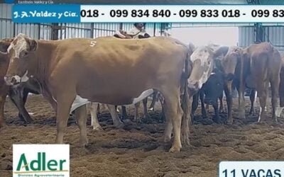 Valdez cerró el año con muy buen remate.