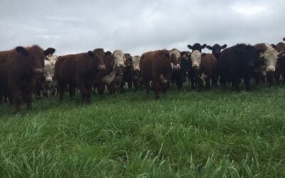 Al 30 de junio el stock llegaría a estar entre 11,2 y 11,3 millones de reses.