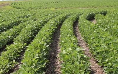 Agronegocios y ganadería, los sectores más rentables en la economía paraguaya.