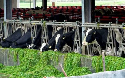 En enero, el precio de la leche en tambo fue de $ 16,1 y US$ 0,42.