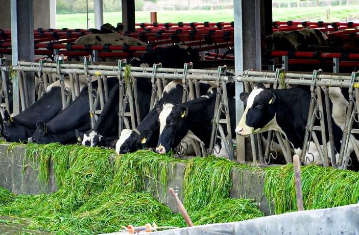 La presión de los costos “amenaza la supervivencia” de la leche europea.