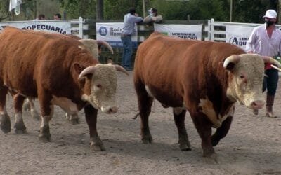 Zafra de reproductores en Lavalleja, más toros vendidos y con mejores promedios.