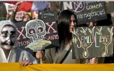 Nuevo estudio. El costo de las prohibir los transgénicos: alimentos más caros y sufrimiento innecesario.