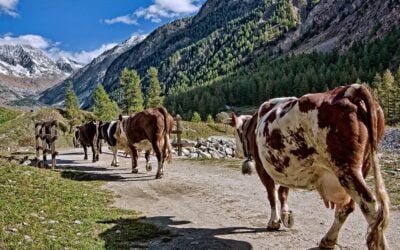La leche en polvo volvió a subir manteniendo la tendencia alcista.