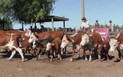 Cuchilla de Silvera” mostró un mercado dinámico