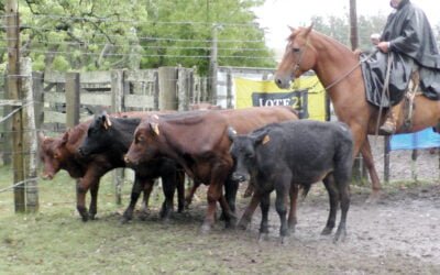 Agilidad, buenos precios y colocaciones totales en “Los Amigos”