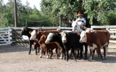 Pareja y de buenos precios la pista del “Campanero”