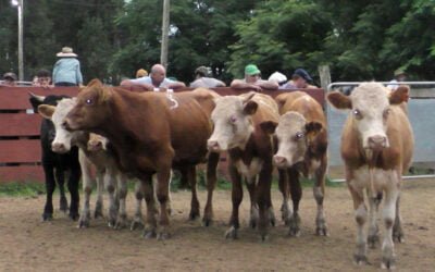 Surtida oferta de calidad se despachó en “Cañada Bellaca”